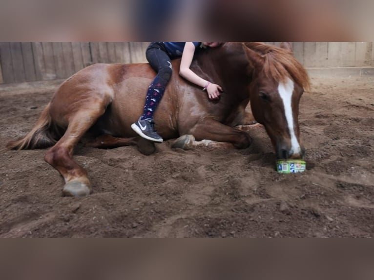 More ponies/small horses Gelding 14 years 13,3 hh Chestnut-Red in Ladelund