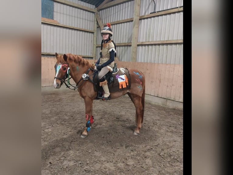 More ponies/small horses Gelding 14 years 13,3 hh Chestnut-Red in Ladelund