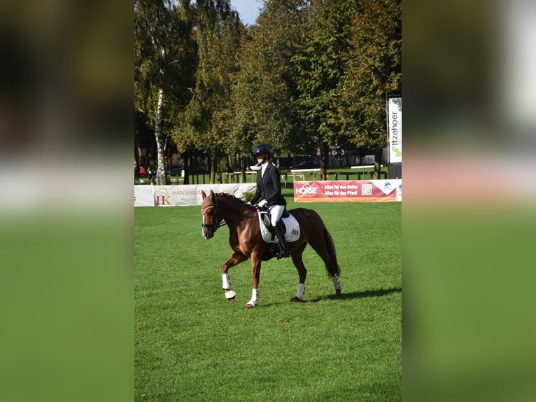 More ponies/small horses Gelding 14 years 13,3 hh Chestnut-Red in Ladelund