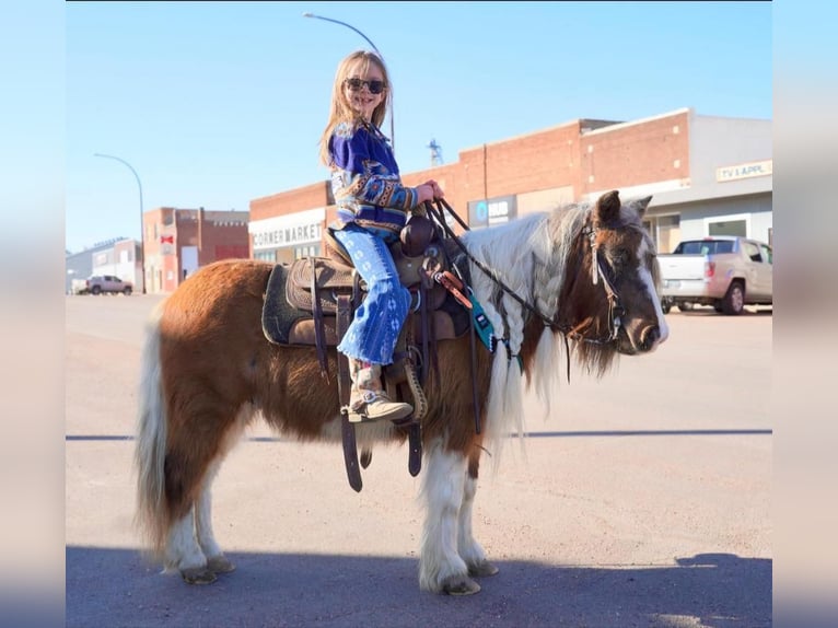 More ponies/small horses Gelding 14 years 8,1 hh in Corsica, SD