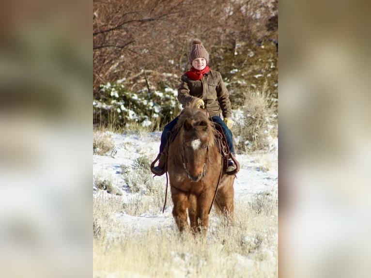 More ponies/small horses Gelding 15 years 12,1 hh Roan-Red in Cody, WY