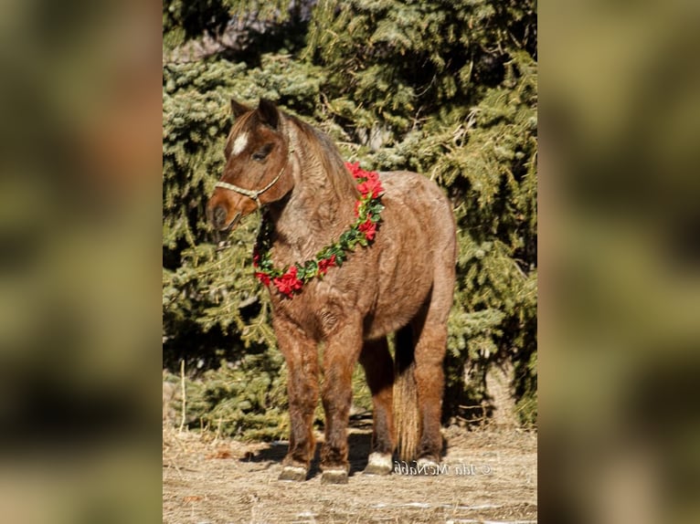 More ponies/small horses Gelding 15 years 12,1 hh Roan-Red in Cody, WY