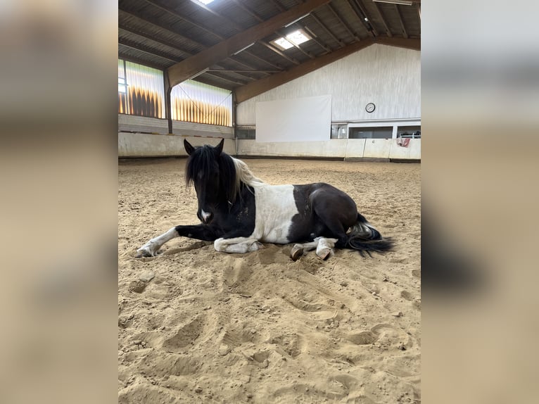 More ponies/small horses Mix Gelding 15 years 13,2 hh Pinto in DülmenDülmen