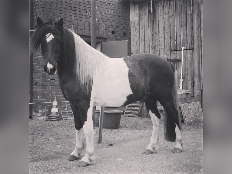 More ponies/small horses Mix Gelding 15 years 13,2 hh Pinto in DülmenDülmen