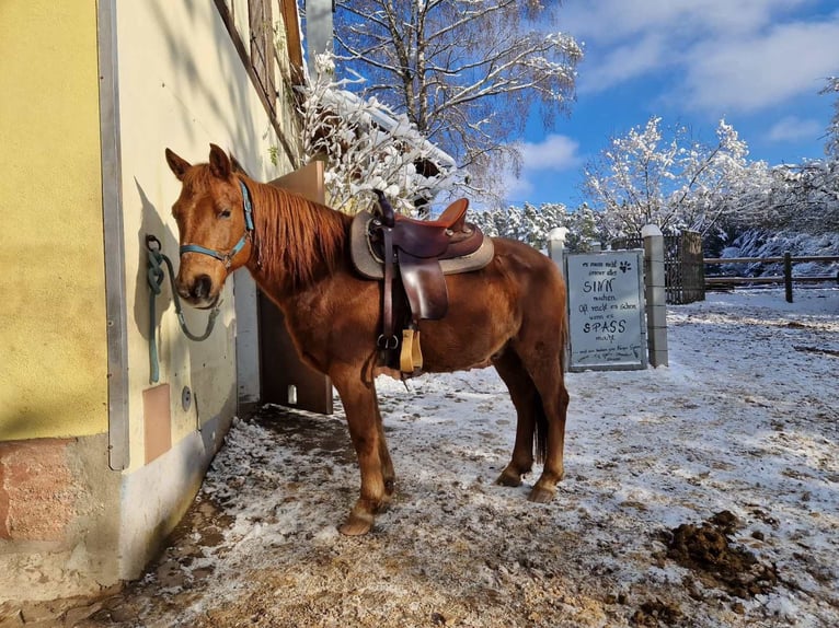 More ponies/small horses Gelding 15 years 14,1 hh Chestnut-Red in Pyrbaum
