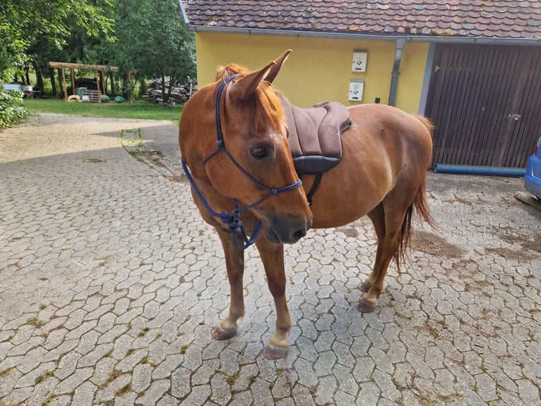 More ponies/small horses Gelding 15 years 14,1 hh Chestnut-Red in Pyrbaum