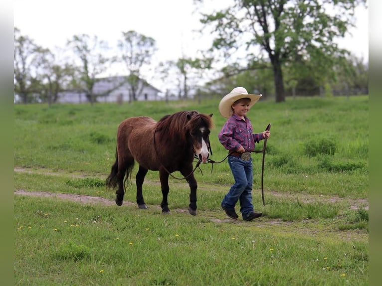 More ponies/small horses Gelding 15 years 9 hh Buckskin in Fergus Falls, MN