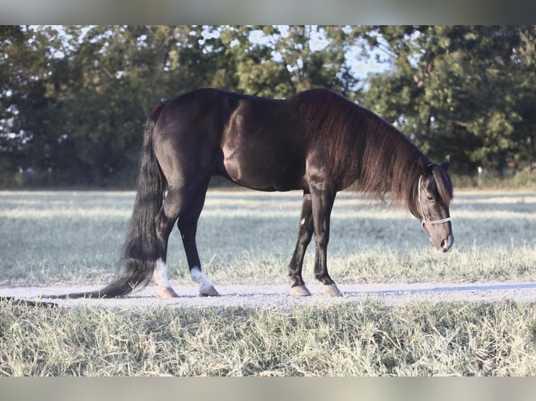 More ponies/small horses Gelding 16 years 12 hh Black in Weatherford, TX