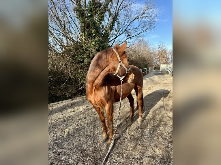 More ponies/small horses Gelding 16 years 14,2 hh Chestnut-Red in Ebenfurth