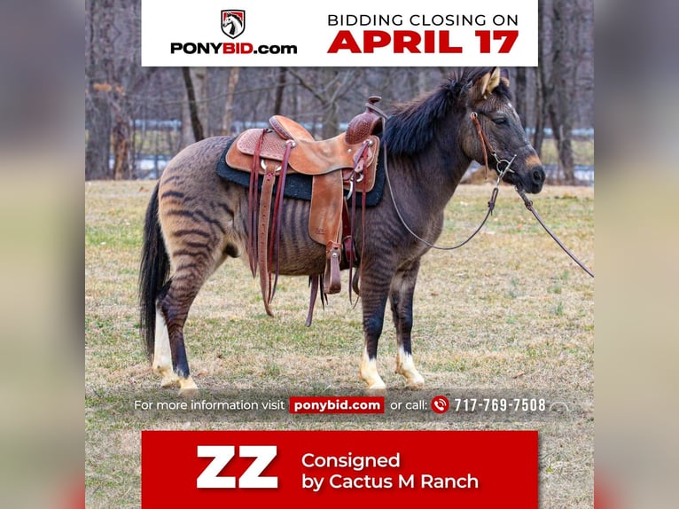 More ponies/small horses Mix Gelding 16 years Dun in Jonestown, PA