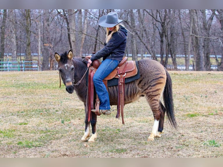 More ponies/small horses Mix Gelding 16 years Dun in Jonestown, PA
