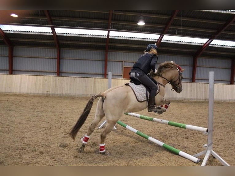 More ponies/small horses Mix Gelding 17 years 13,2 hh Brown-Light in Heiligenstedten