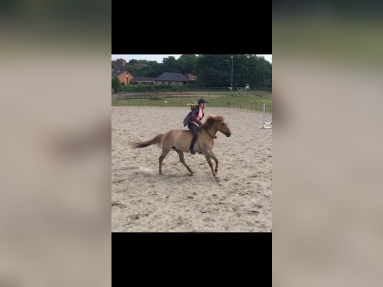 More ponies/small horses Mix Gelding 17 years 13,2 hh Brown-Light in Heiligenstedten