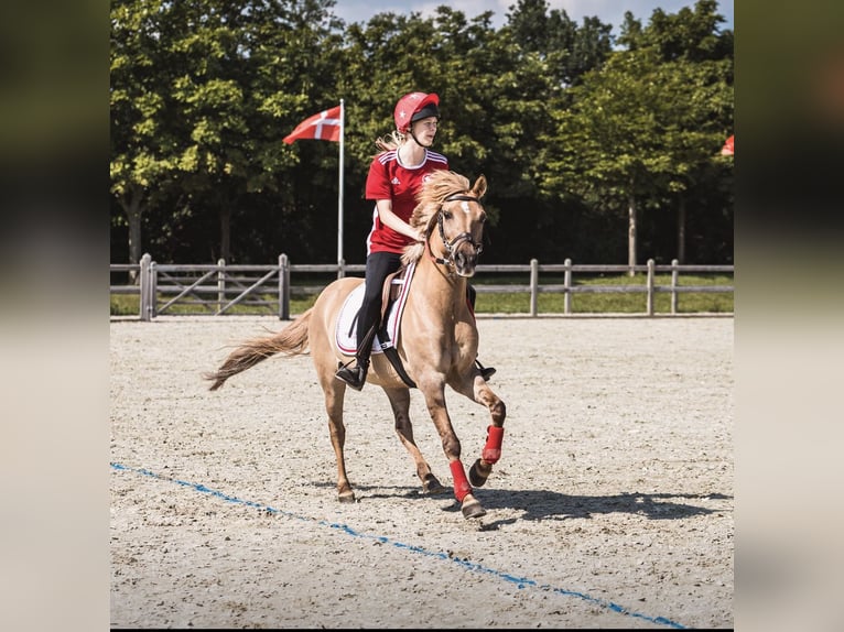 More ponies/small horses Mix Gelding 17 years 13,2 hh Brown-Light in Heiligenstedten