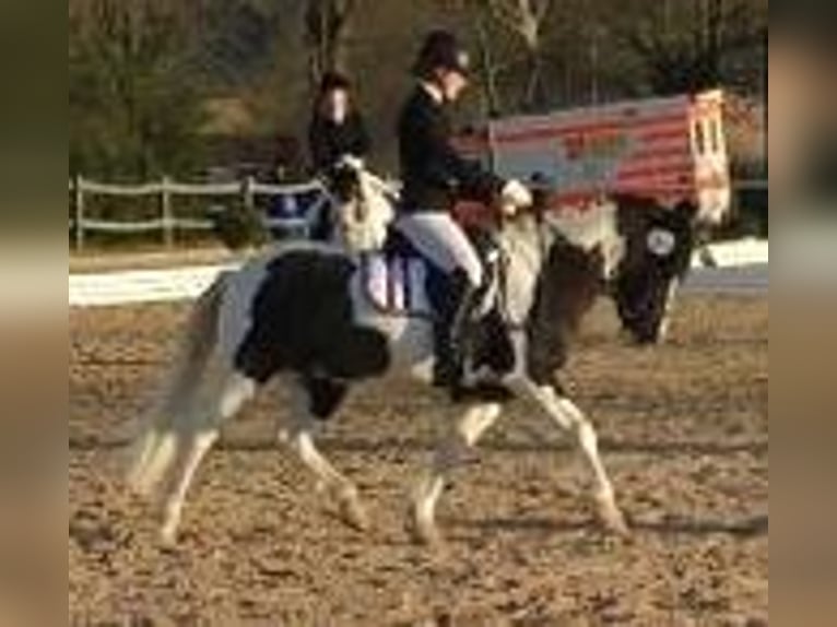 More ponies/small horses Mix Gelding 17 years 13,3 hh Pinto in Witzenhausen