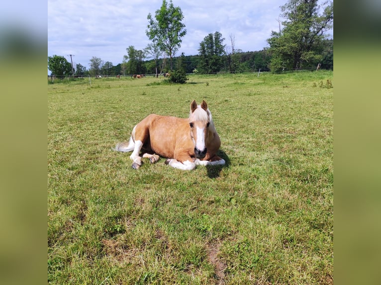 More ponies/small horses Mix Gelding 17 years 14,1 hh Pinto in Veitsbronn