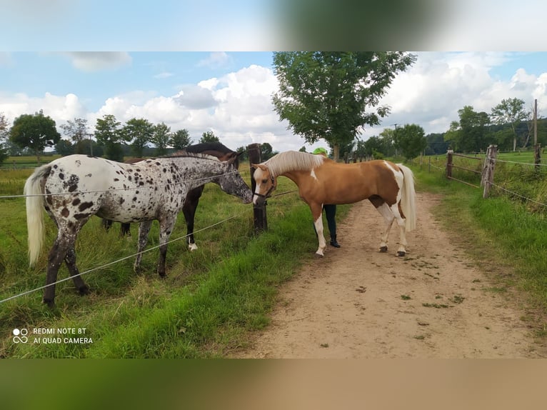 More ponies/small horses Mix Gelding 17 years 14,1 hh Pinto in Veitsbronn