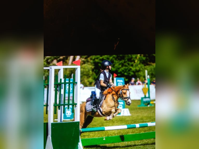 More ponies/small horses Gelding 19 years 10,2 hh Chestnut-Red in Madrid