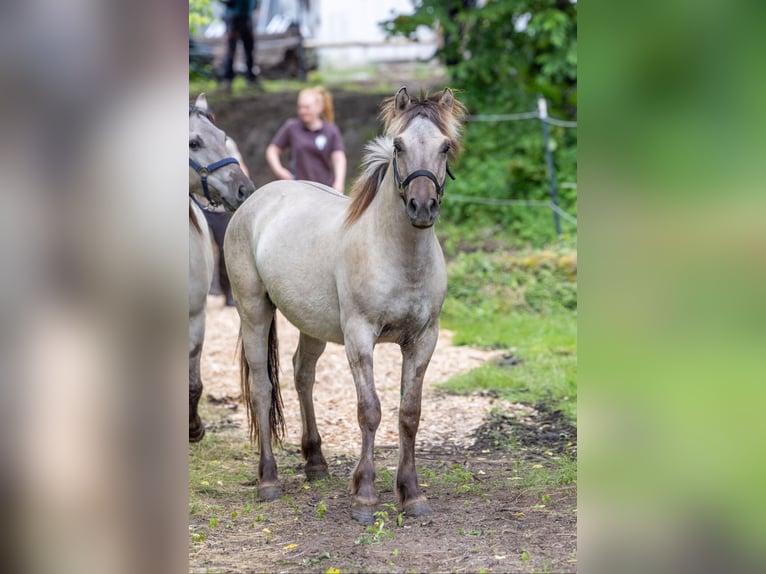 More ponies/small horses Gelding 1 year 13,2 hh Dun in Niederfinow