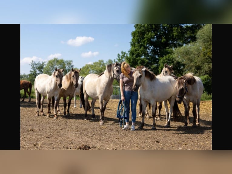 More ponies/small horses Gelding 1 year 13,2 hh Dun in Niederfinow