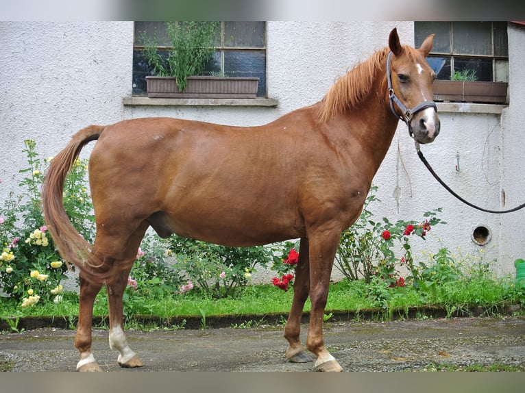 More ponies/small horses Gelding 24 years 14,1 hh Chestnut-Red in Waldstetten