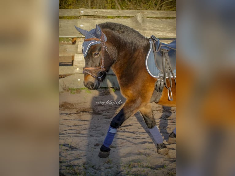 More ponies/small horses Gelding 3 years 11,2 hh Bay-Dark in Mescherin