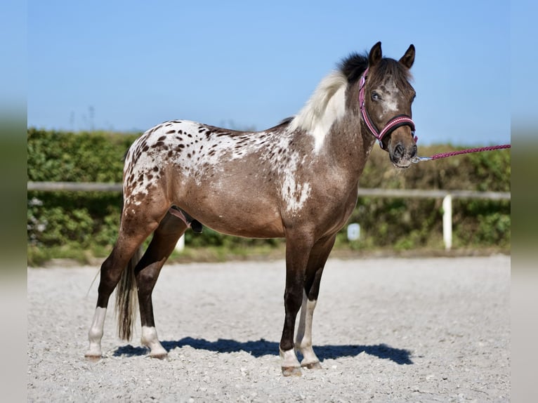 More ponies/small horses Gelding 3 years 11,2 hh Roan-Red in Neustadt (Wied)