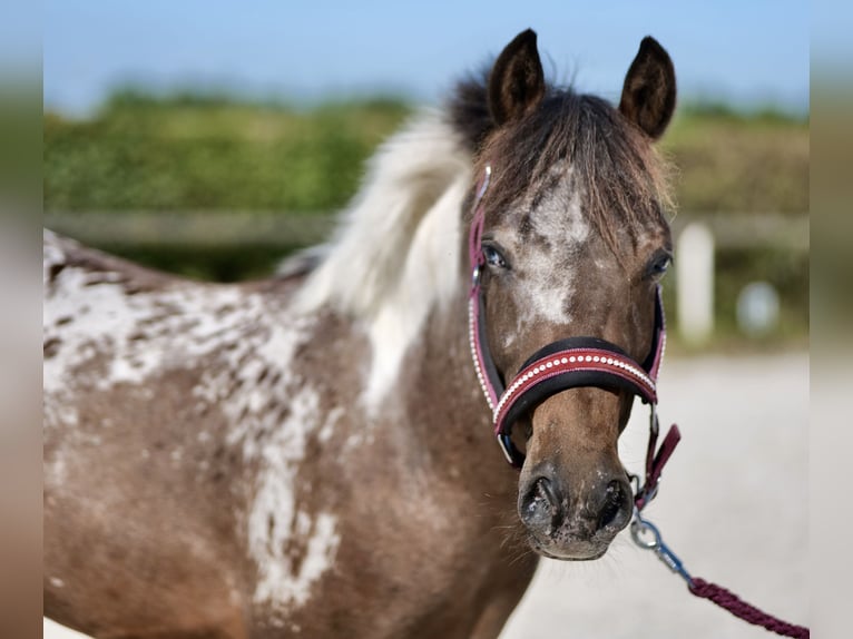 More ponies/small horses Gelding 3 years 11,2 hh Roan-Red in Neustadt (Wied)