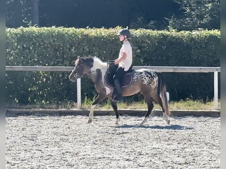 More ponies/small horses Gelding 3 years 11,2 hh Roan-Red in Neustadt (Wied)