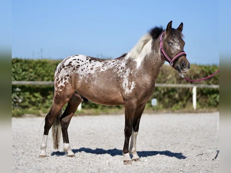 More ponies/small horses Gelding 3 years 11,2 hh Roan-Red in Neustadt (Wied)