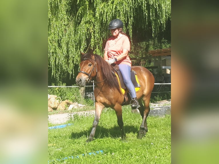 More ponies/small horses Gelding 3 years 12,2 hh Brown in Bayerbach