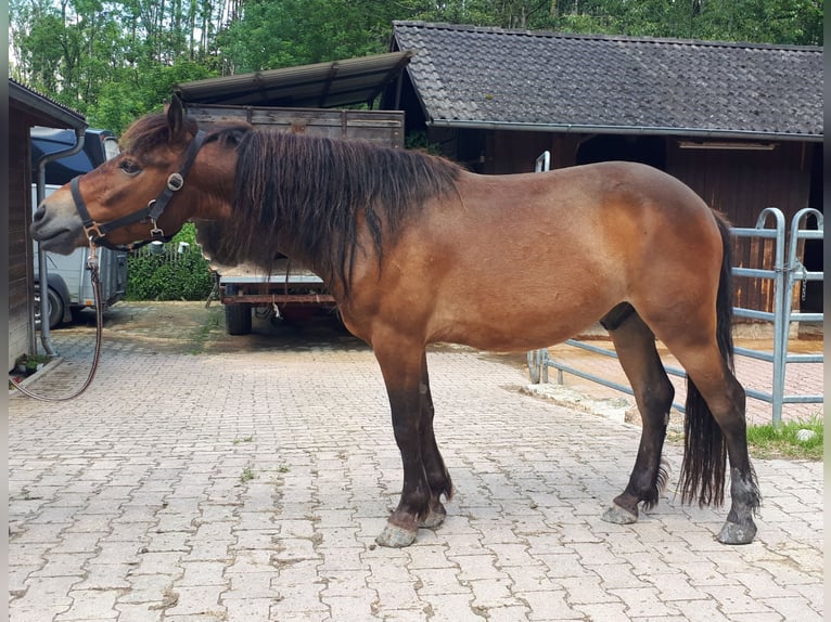 More ponies/small horses Gelding 3 years 12,2 hh Brown in Bayerbach