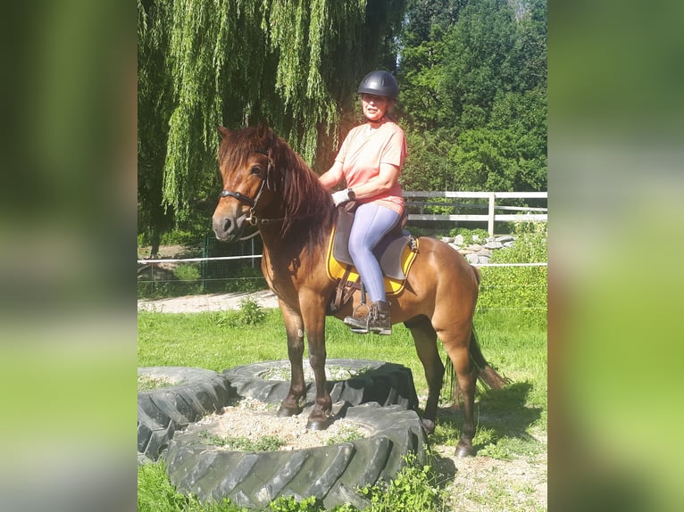 More ponies/small horses Gelding 3 years 12,2 hh Brown in Bayerbach