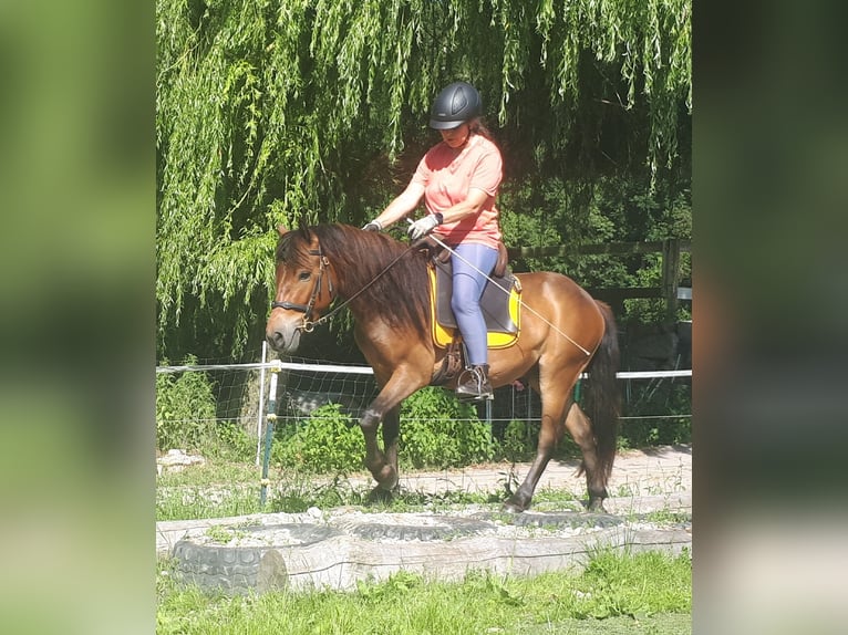 More ponies/small horses Gelding 3 years 12,2 hh Brown in Bayerbach