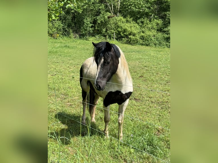 More ponies/small horses Gelding 3 years 13,1 hh Pinto in Daleiden