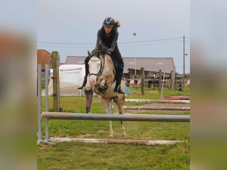 More ponies/small horses Gelding 3 years 13,2 hh in Deggendorf