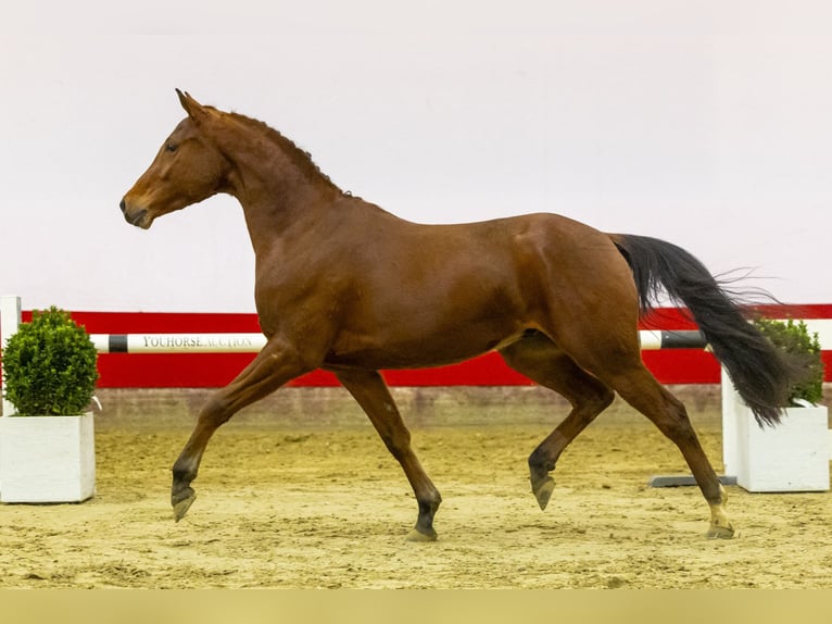 More ponies/small horses Gelding 3 years 14,1 hh Brown in Waddinxveen