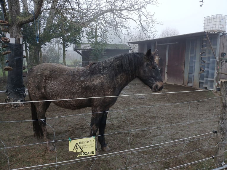 More ponies/small horses Mix Gelding 3 years 14,1 hh Gray-Dark-Tan in Heinsberg