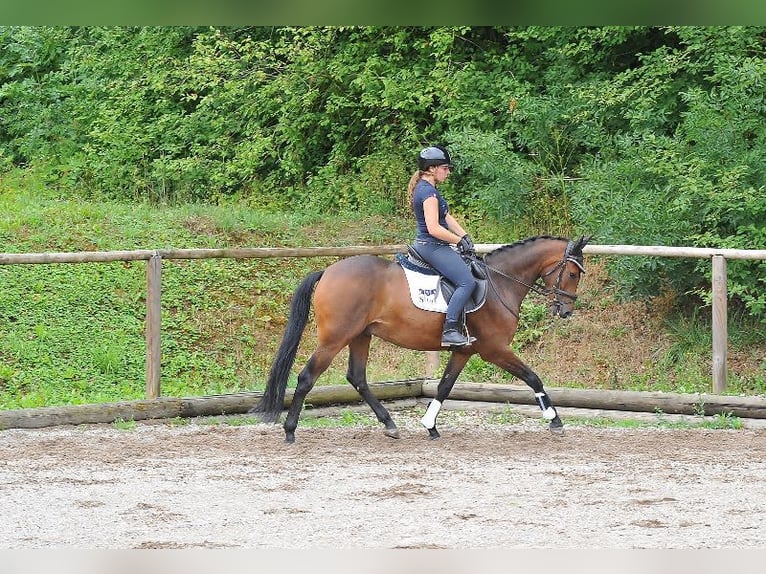 More ponies/small horses Gelding 3 years 14,2 hh Brown in Wellheim