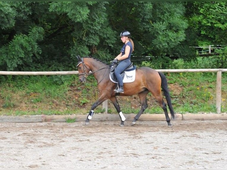 More ponies/small horses Gelding 3 years 14,2 hh Brown in Wellheim