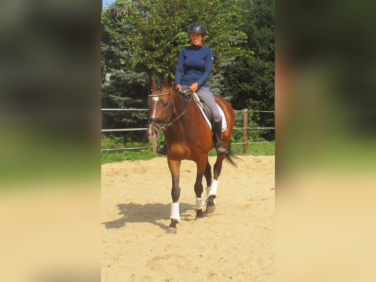 More ponies/small horses Gelding 3 years 14,3 hh Brown in Velpke