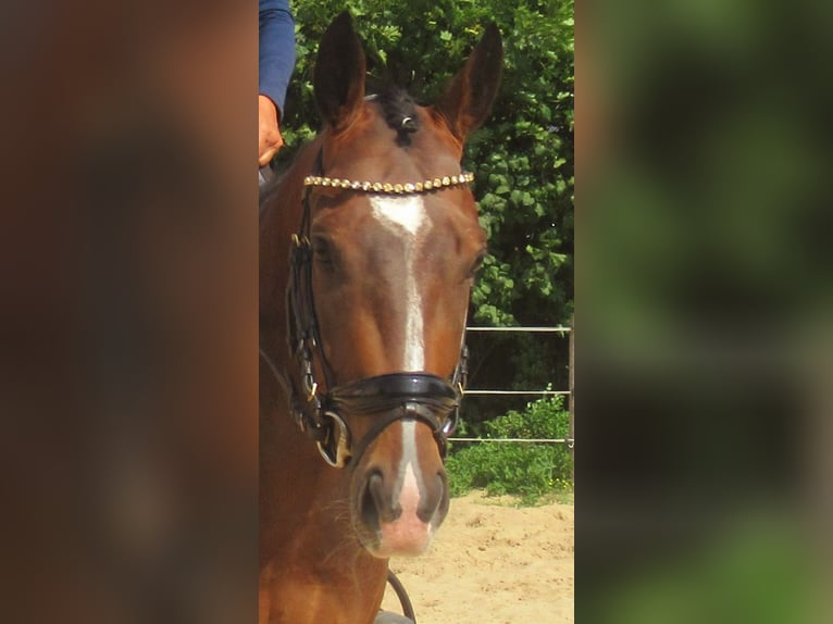 More ponies/small horses Gelding 3 years 14,3 hh Brown in Velpke