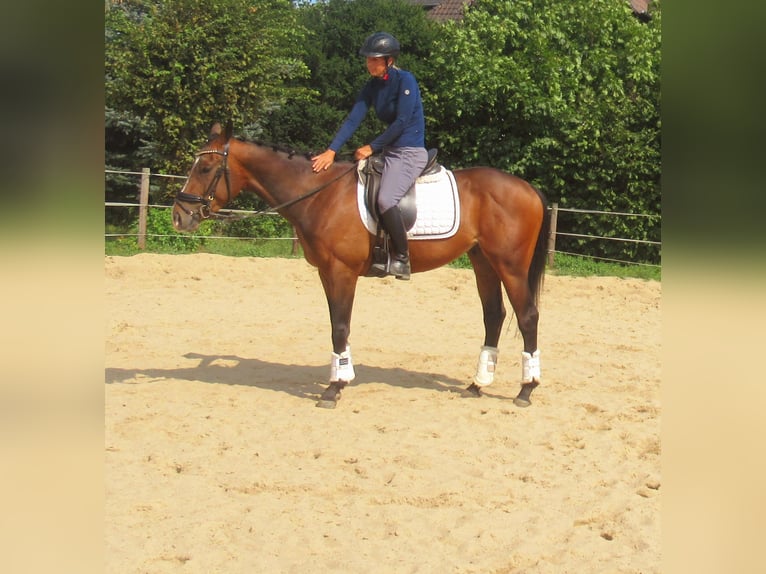 More ponies/small horses Gelding 3 years 14,3 hh Brown in Velpke