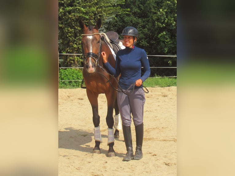 More ponies/small horses Gelding 3 years 14,3 hh Brown in Velpke