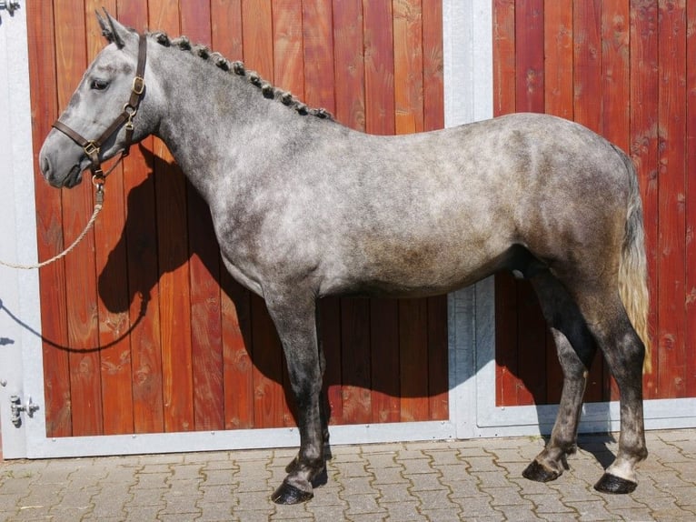 More ponies/small horses Gelding 3 years 14,3 hh in Dorsten