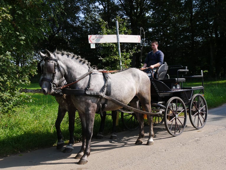 More ponies/small horses Gelding 3 years 14,3 hh in Dorsten