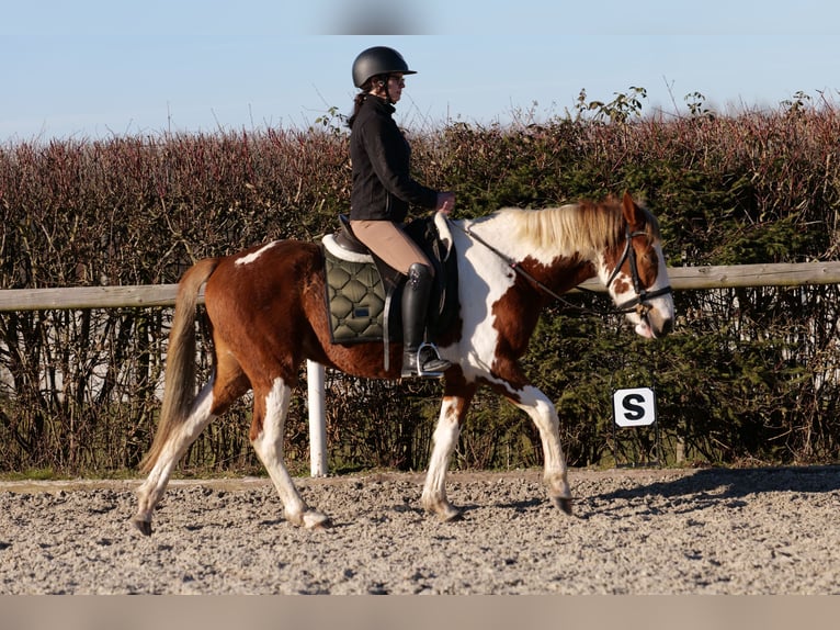 More ponies/small horses Gelding 3 years 14 hh Pinto in Neustadt (Wied)