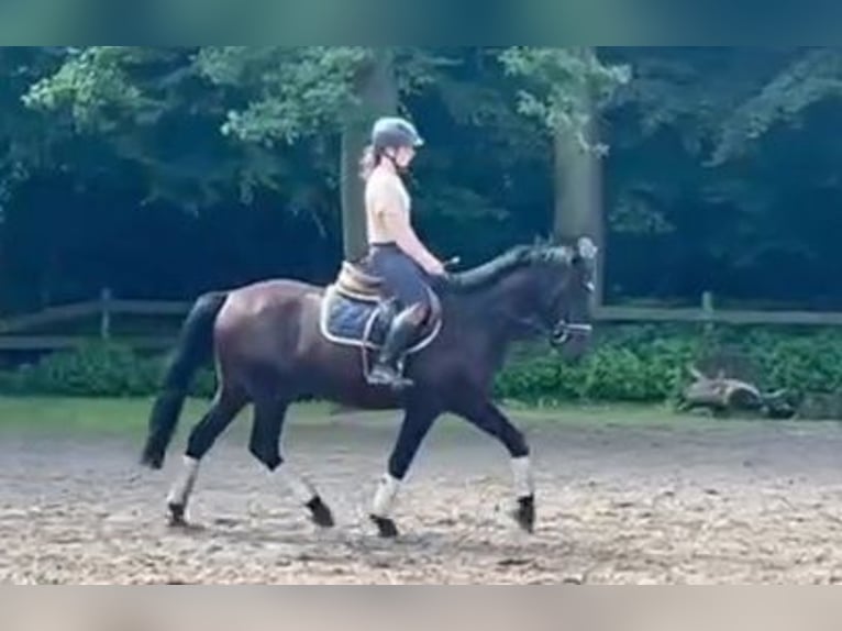 More ponies/small horses Gelding 3 years 15,1 hh Bay-Dark in Braunschweig