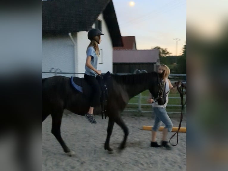 More ponies/small horses Gelding 3 years 15 hh Black in Bad Wildbad im Schwarzwald