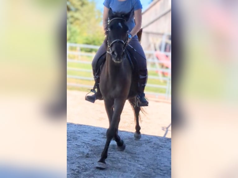 More ponies/small horses Gelding 3 years 15 hh Black in Bad Wildbad im Schwarzwald